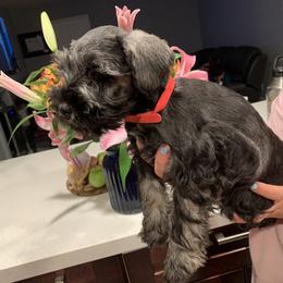 Miniature Schnauzer Puppies from Dirty Beard Mini Schnauzers