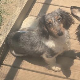 Maverick - Dachshund