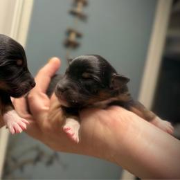 Squirrel - Black tri male Toy Australian Shepherd puppy in North Lakeport, California from Wild Rose Ranch