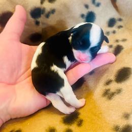 Benz - Black and white male Havanese puppy in Hawthorne, Florida from Havanese Acres