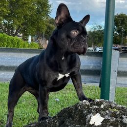 Money - French Bulldog
