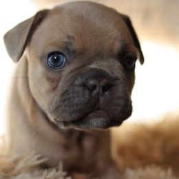 French Bulldog Puppies from Diamond Dog Frenchies