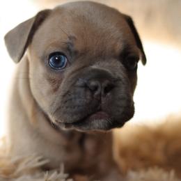 French Bulldog Puppies from Diamond Dog Frenchies