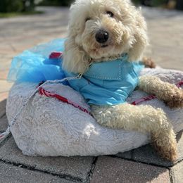 Chanel - Goldendoodle