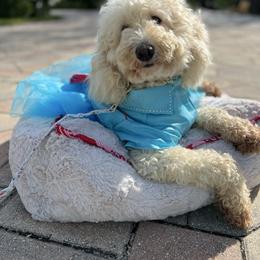 Chanel - Goldendoodle