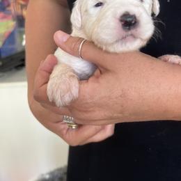 Old English Sheepdog Puppies from Ridgeruns OES