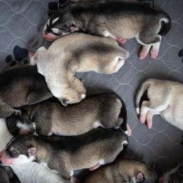 Siberian Husky Puppies from Ivie Huskies