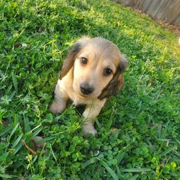 Boy 3 - Cream male Dachshund puppy in Sour Lake, Texas from Rigdon's dachshunds