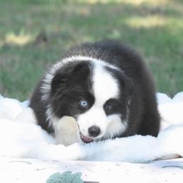 Endgame - Black male Toy Australian Shepherd puppy in Chickasha, Oklahoma from Rustic Lace