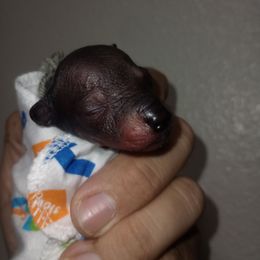 Boy 1 Grey - Slate male Xoloitzcuintli puppy in Atwater, California from Cen Cal Xoloitzcuintle