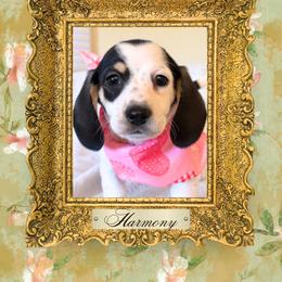 Dachshund Puppies from Vibrant Eyes Doxies