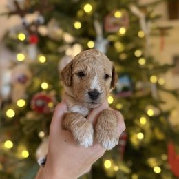 Miss Lavender - Cream female Goldendoodle puppy in Athens, Georgia from Moore Goldendoodles