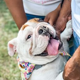 Bulldogs from Vernon’s English Bulldogs