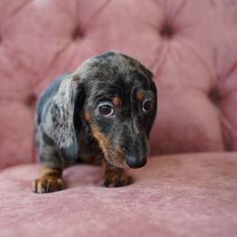 Moose - Dapple male Dachshund puppy in Temecula, California from Naomi Magee's Dachshund Kennel