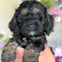 Victor - Black male Cockapoo puppy in Yuciapa, California from AlltheDoodlez_