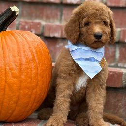 Mason- Blue collar male - Red  male Goldendoodle puppy in Yuciapa, California from AlltheDoodlez_