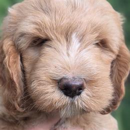 Roe's Blue Boy - Apricot male Goldendoodle puppy in Brea, California from River Doodles