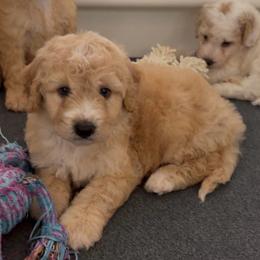 Prince - Cream male Goldendoodle puppy in Pensacola, Florida from Goldendoodles Love You in Pensacola Friend Edition