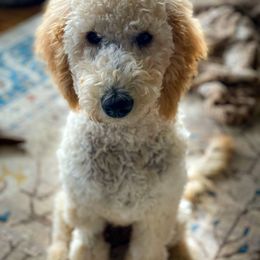 Double Doodle and Goldendoodle All Grown Up from Patterson Doodles