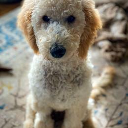 Double Doodle and Goldendoodle All Grown Up from Patterson Doodles