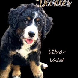 Ultra BD Guardian Hm - Tri-color female Bernedoodle puppy in Henrico, Virginia from Paws 4 Doodles, LLC