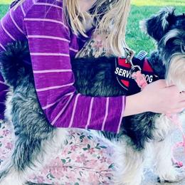 Wren - Miniature Schnauzer