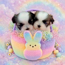 Shichon and Shih Tzu Puppies from Angie’s Teddy Bear Puppies Minnesota