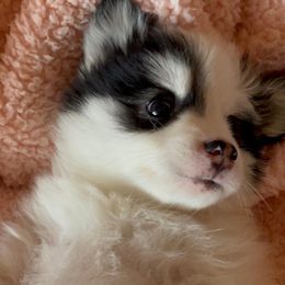 Pomskies from Pier Pomskies