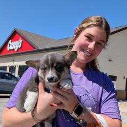 Jackie - Gray and white female American Corgi puppy in Shawnee, Oklahoma from Sunray Ranch