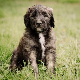 Sheepadoodle Puppies from Life Unleashed Farm