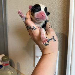 Sequoia - Black and tan female Pembroke Welsh Corgi puppy in Aberdeen, Washington from Coastal country Farms