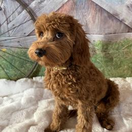 Dolly - Cavapoo