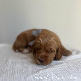 Dune - Caramel male Australian Labradoodle puppy in Belding, Michigan from Rutu Australian Labradoodles