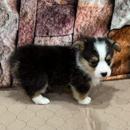 Boy 3 - Black and tan male Pembroke Welsh Corgi puppy in Visalia, California from VIP Stables