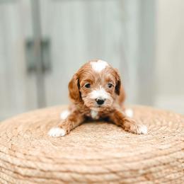 Sunny - Red  female Goldendoodle puppy in Punta Gorda, Florida from Transformation Acres Goldendoodle