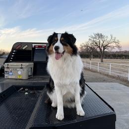 Australian Shepherd All Grown Up from Kade’s Stock Dogs