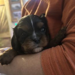 Miles - Black and tan male Cavalier King Charles Spaniel puppy in Burke, New York from Patti’s Puppies