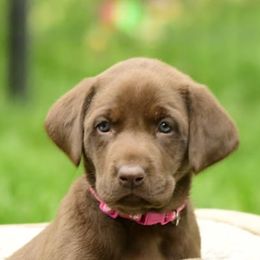 Petunia - Chocolate female Labrador Retriever puppy in Rigby, Idaho from Labs of Cottonhollow