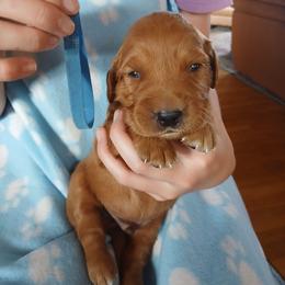 Blue - Dark golden male Golden Retriever puppy in Lanesboro, Minnesota from Eagle Ridge Golden Retrievers