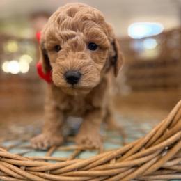 Vacay red collar - Cream male Goldendoodle puppy in Shingle Springs, California from Creamy Retrievers