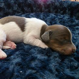 Chocolate pie boy - Piebald male Dachshund puppy in West Plains, Missouri from Spring Creek Dachshunds
