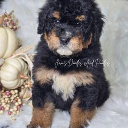 Knox - Tri-color male Bernedoodle puppy in Cleveland, Georgia from Jam's Doodles And Poodles