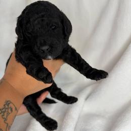Pine - Black male Poodle puppy in Longview, Washington from Evergreen Miniature Poodles