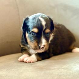 Carson - Black tri male Toy Australian Shepherd puppy in Bixby, Oklahoma from Roeboat Aussies