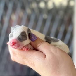 Cleo - Blue and white female Chihuahua puppy in Harrison, Michigan from Cloud9 Chihuahuas