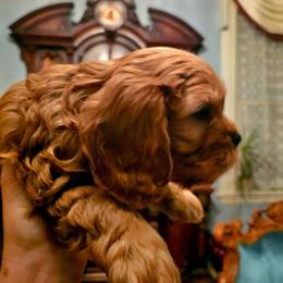 Cooper - Ruby male Cavalier King Charles Spaniel puppy in Watsontown, Pennsylvania from Huntsman Cavaliers