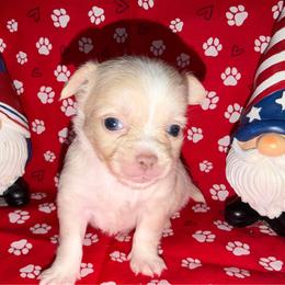 Dean - Cream and white male Chihuahua puppy in Palmyra, Indiana from Country Star Chihuahuas