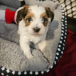Reeses - Black and white male Shorkie puppy in Chattanooga, Tennessee from Passion Pups TN
