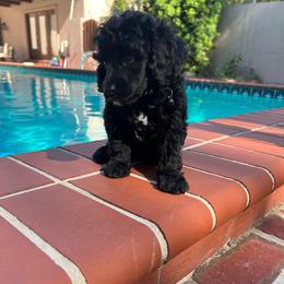 Mr. Richard - Black male Poodle puppy in Gainesville, Florida from Pet Inn Xxweetdoodles