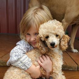 Cookie - Poodle